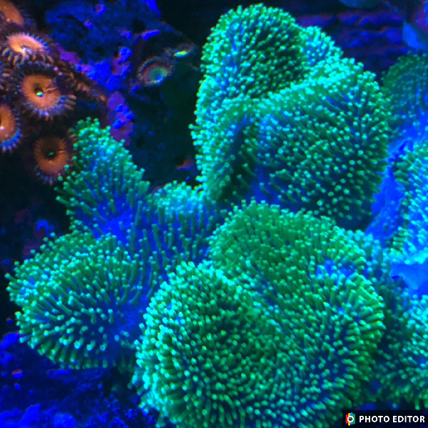 Green Toadstool Leather