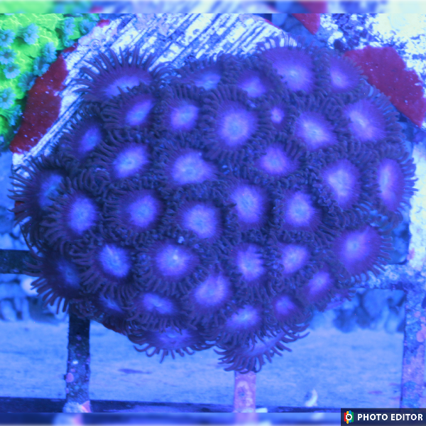Tubbs Blue Zoas 8 Polyps