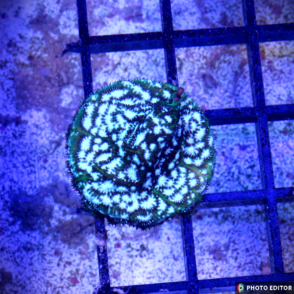 Frankenstein Leptoseris XL