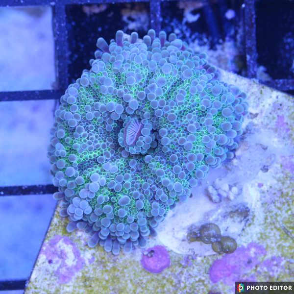 TSM Gum Drop Mushroom