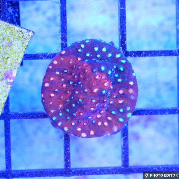 Fender Bender Cyphastrea