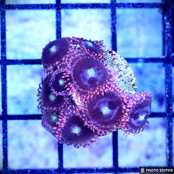 Quarantined Saltwater Fish for Sale – TSM Aquatics