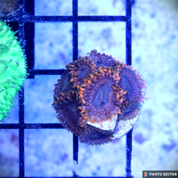 Fairy Fart Zoa Frag 2 Polyps