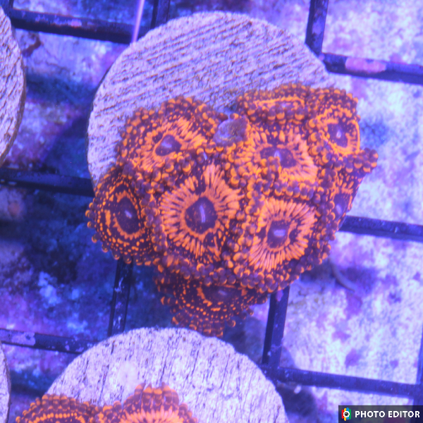 TSM Infareds/Campfire/Nightmares (Designer)