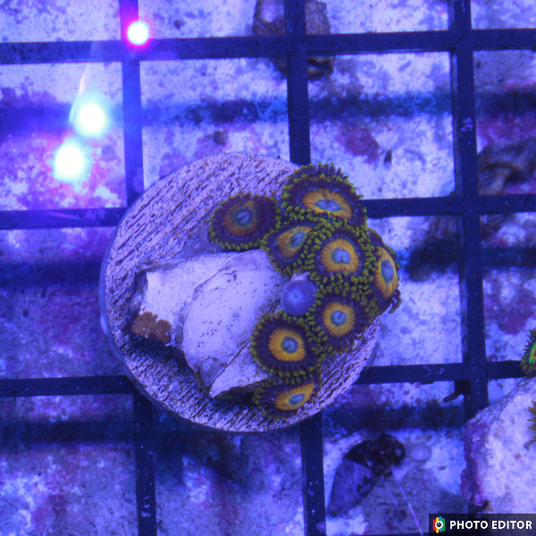 scrambled egg zoanthid frag with bright yellow center

aquacultured scrambled egg zoas from TSM Aquatics

3-polyp scrambled egg zoanthid coral for reef tank

pest-free scrambled egg zoa colony close-up