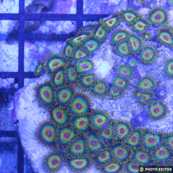 Rasta (XL 20+ Polyps)
