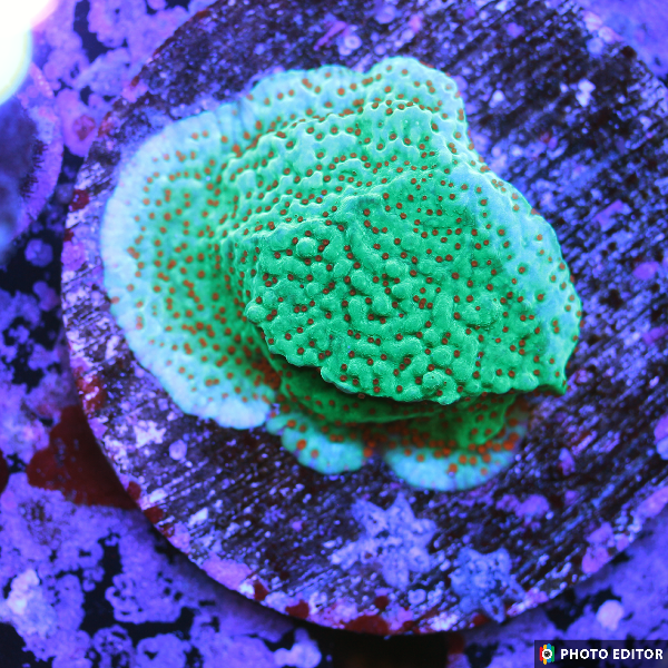 Season Greeting Montipora