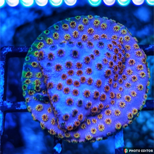 Skittles Bomb Cyphastrea