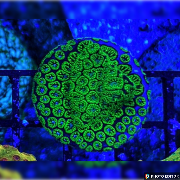 Kermit The Frog Lepastrea