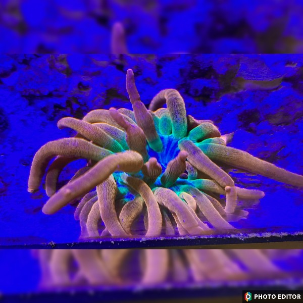 WYSIWYG Ultra Rainbow Bubble Tip Anmeone