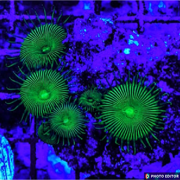 Venus Fly Trap Paly (Designer)