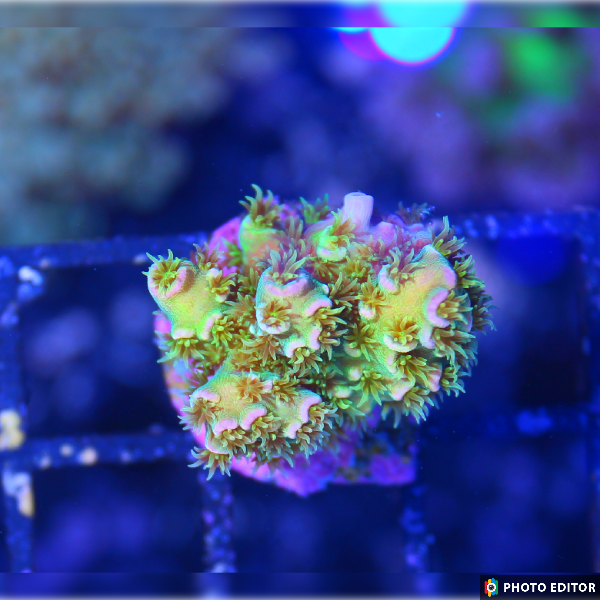 Walt Disney Acro 1/2" (Wd)