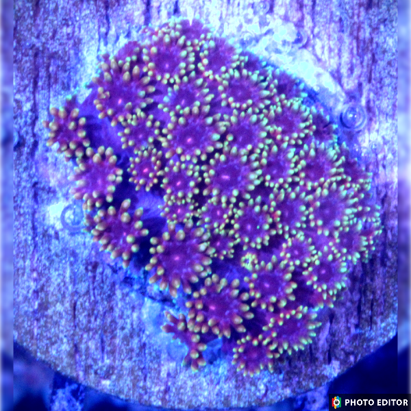 XXX Short Polyp Goniopora