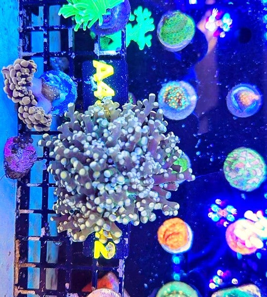 Yaeyamaensis Frogspawn Single Head