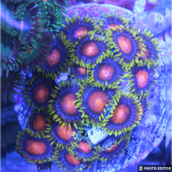 Yellow Brick Roads 4 Polyps