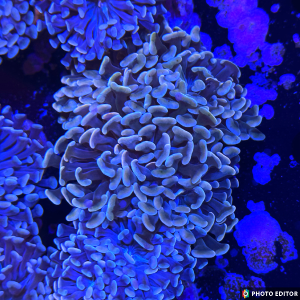 Yellow Hammer Single Head