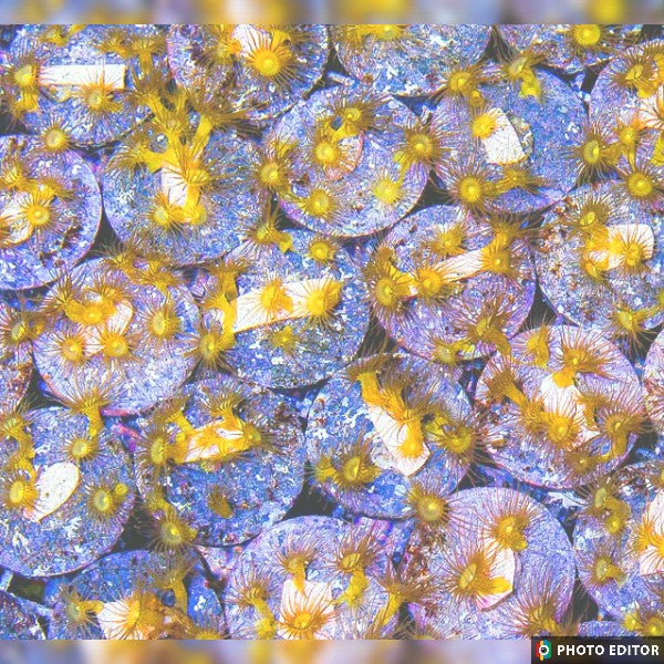 Yellow Polyps - Very Easy Coral