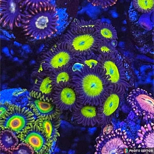 Yellow Submarine 4 Polyps