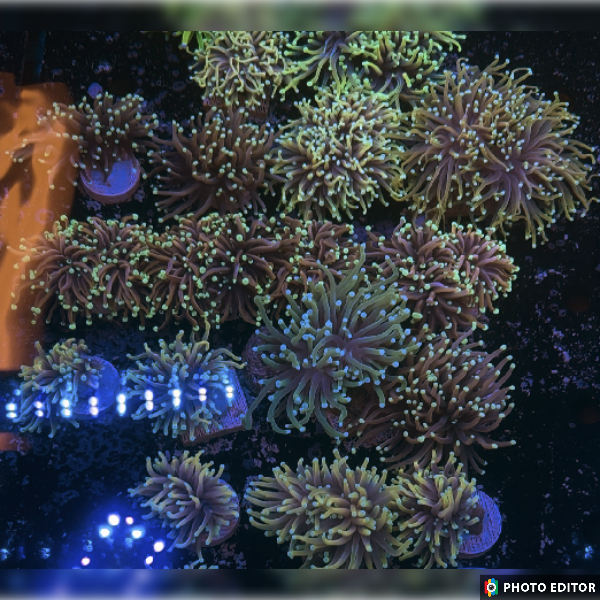 You Pick Indo Single Head (Anything Besides A HG)