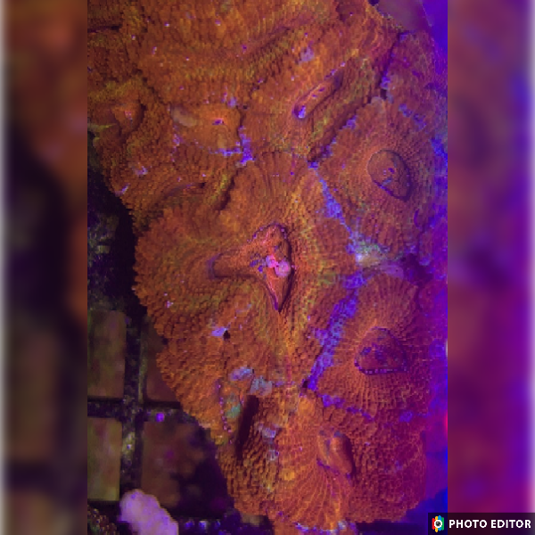 TSM Rainbow Acan 2 Heads