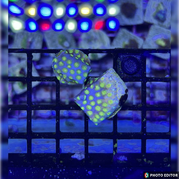 Zoolander Cyphastrea