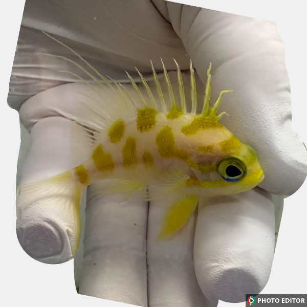 WYSIWYG Fully QT ~3" Blotched Anthias