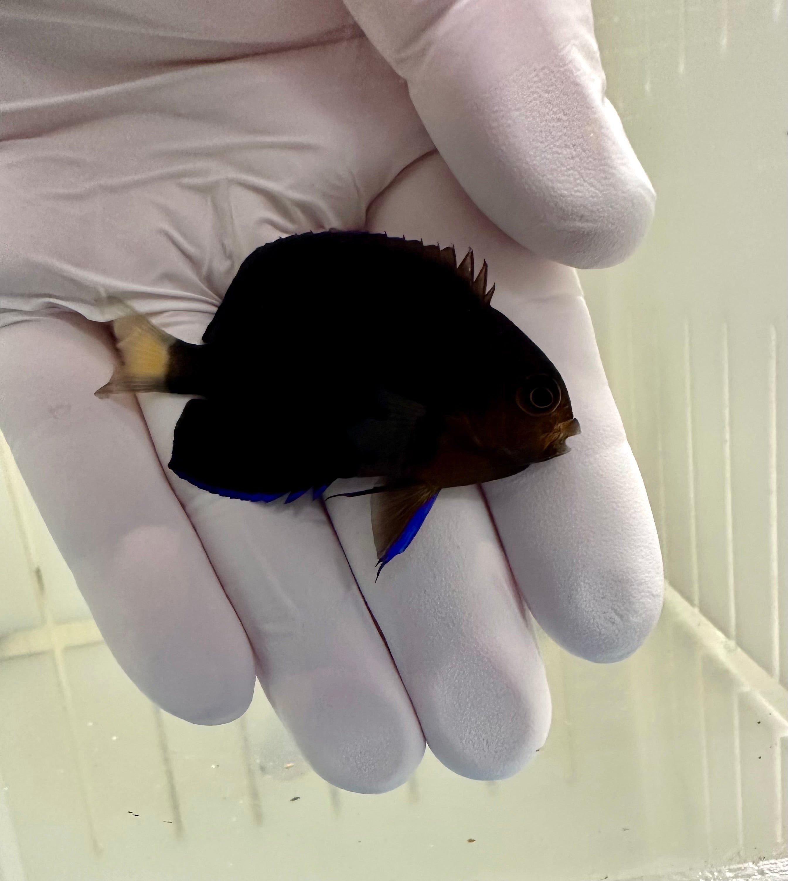 Fully QT Pygmy Yellowtail Angelfish (Centropyge flavicauda)