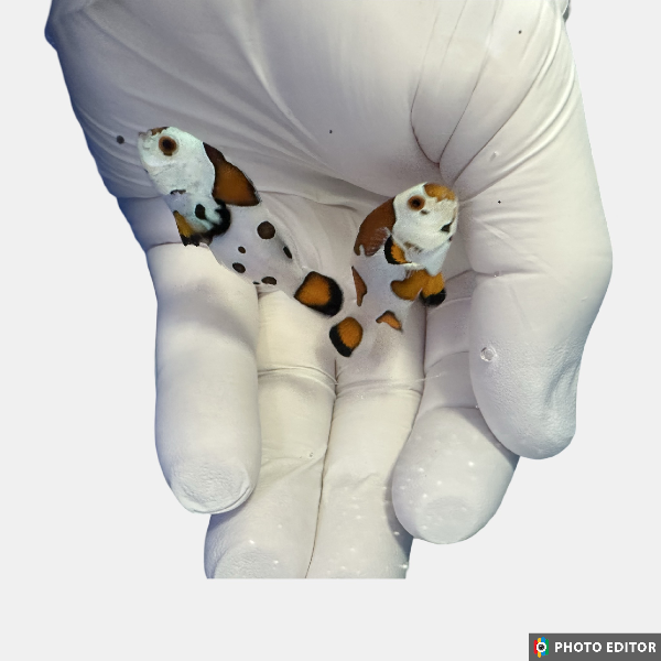 WYSIWYG Orange Storm/Mocha Storm Clownfish Pair (Amphiprion Ocellaris)