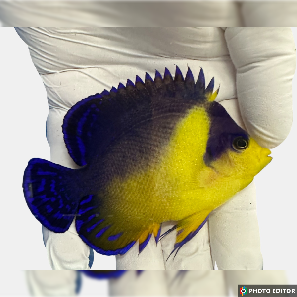 WYSIWYG Venustus Angelfish (Centropyge Venustus) ~ 3.5”