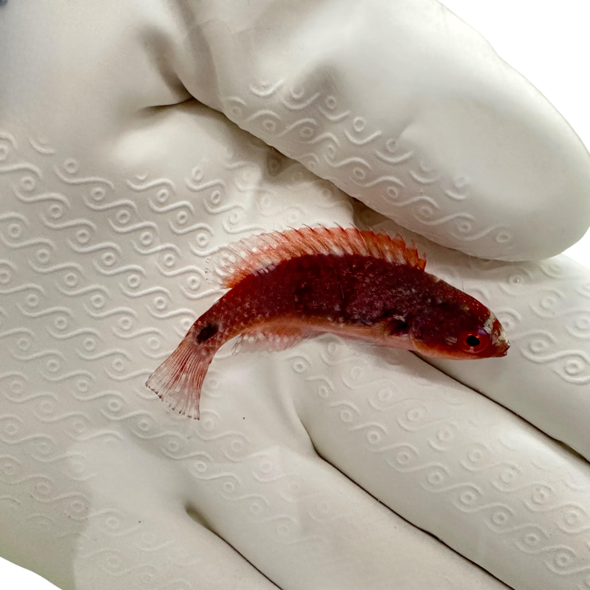 Exquisite Fairy Wrasse (Cirrhilabrus exquisitus) swimming in reef aquarium

Rare Exquisite Wrasse for sale from TSM Aquatics

Quarantined collector fairy wrasse with green body and red head

Reef-safe Exquisite Wrasse in saltwater tank close-up