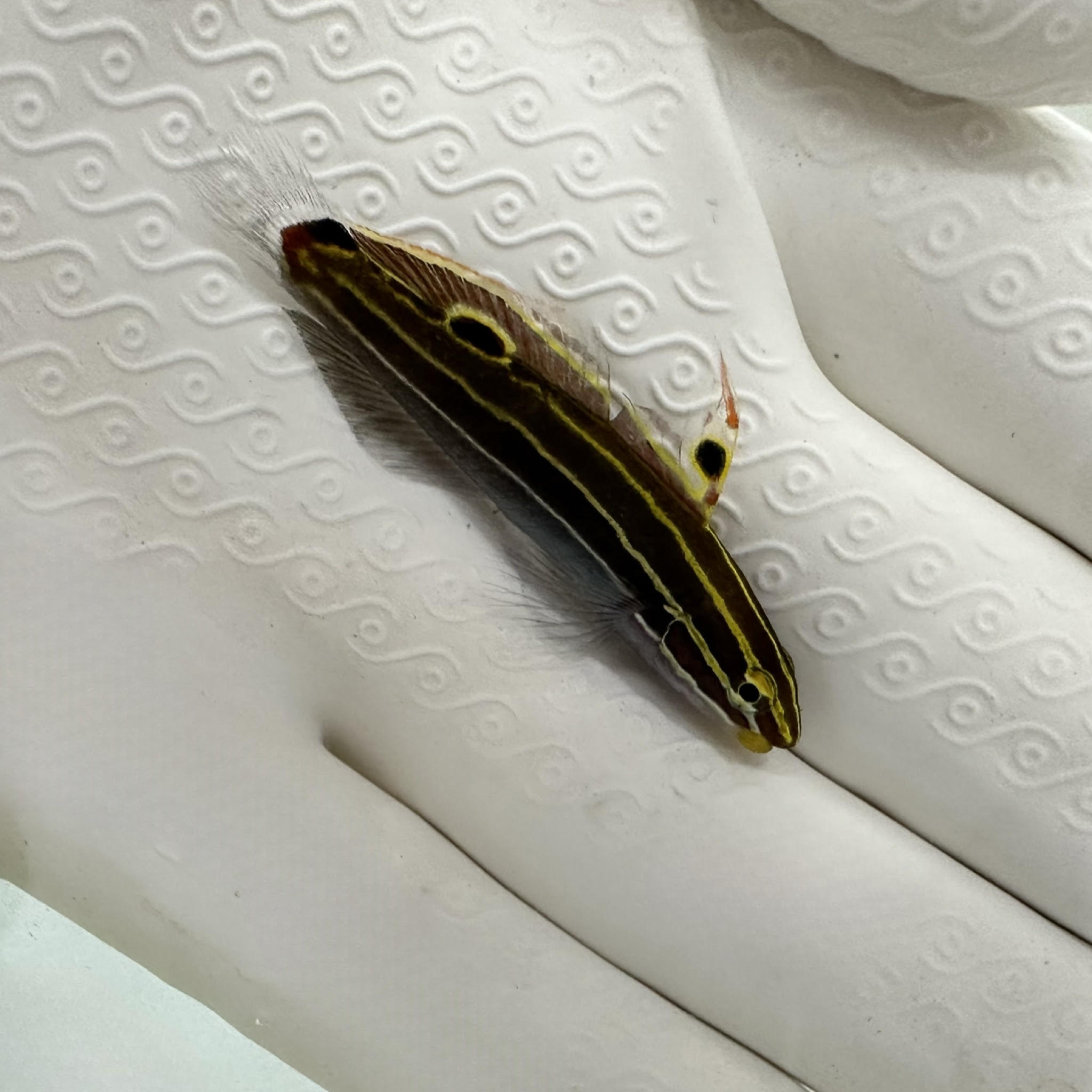 Hector's Goby (Koumansetta Hectori)1/3/26(pre-order)