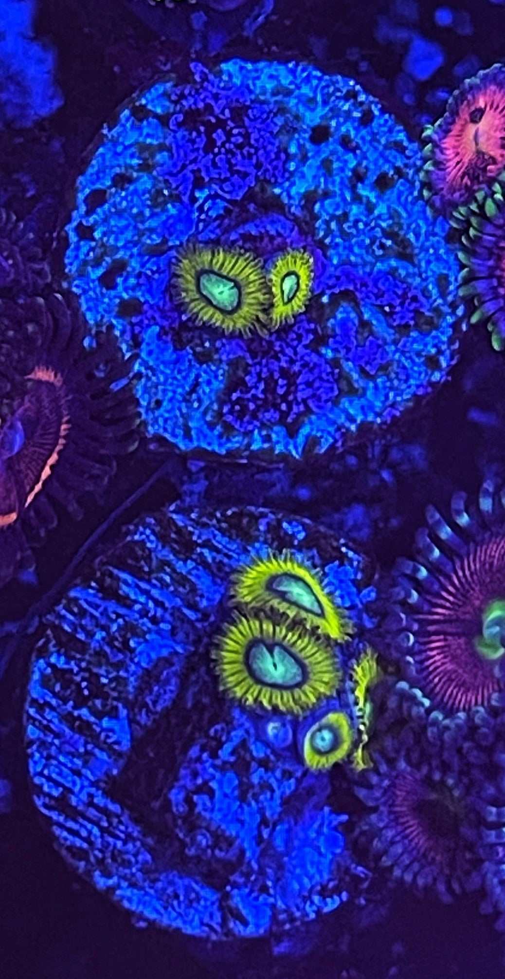 Pikachuchu (Large 8-10 Polyps)