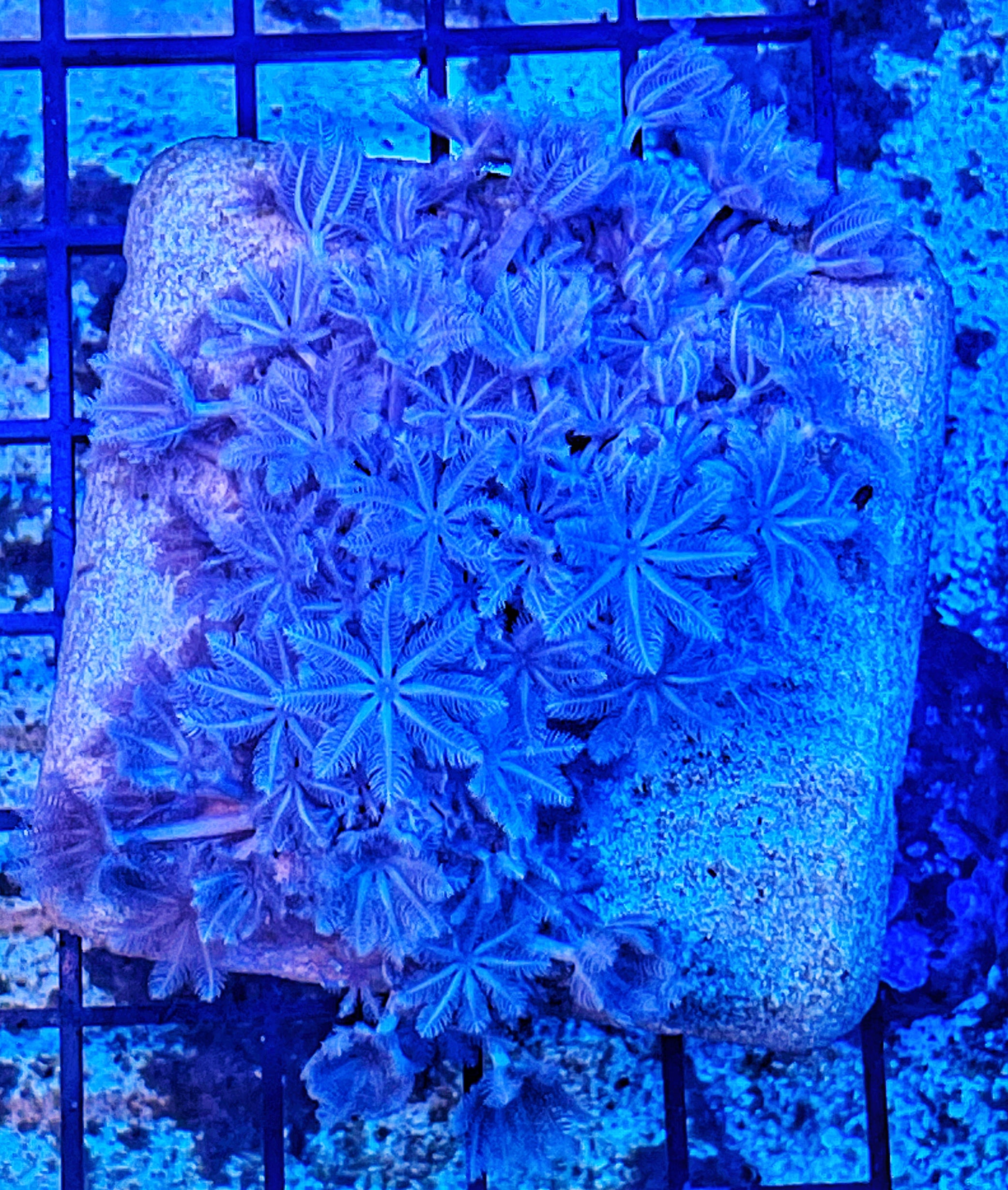 Pulsing Xenia