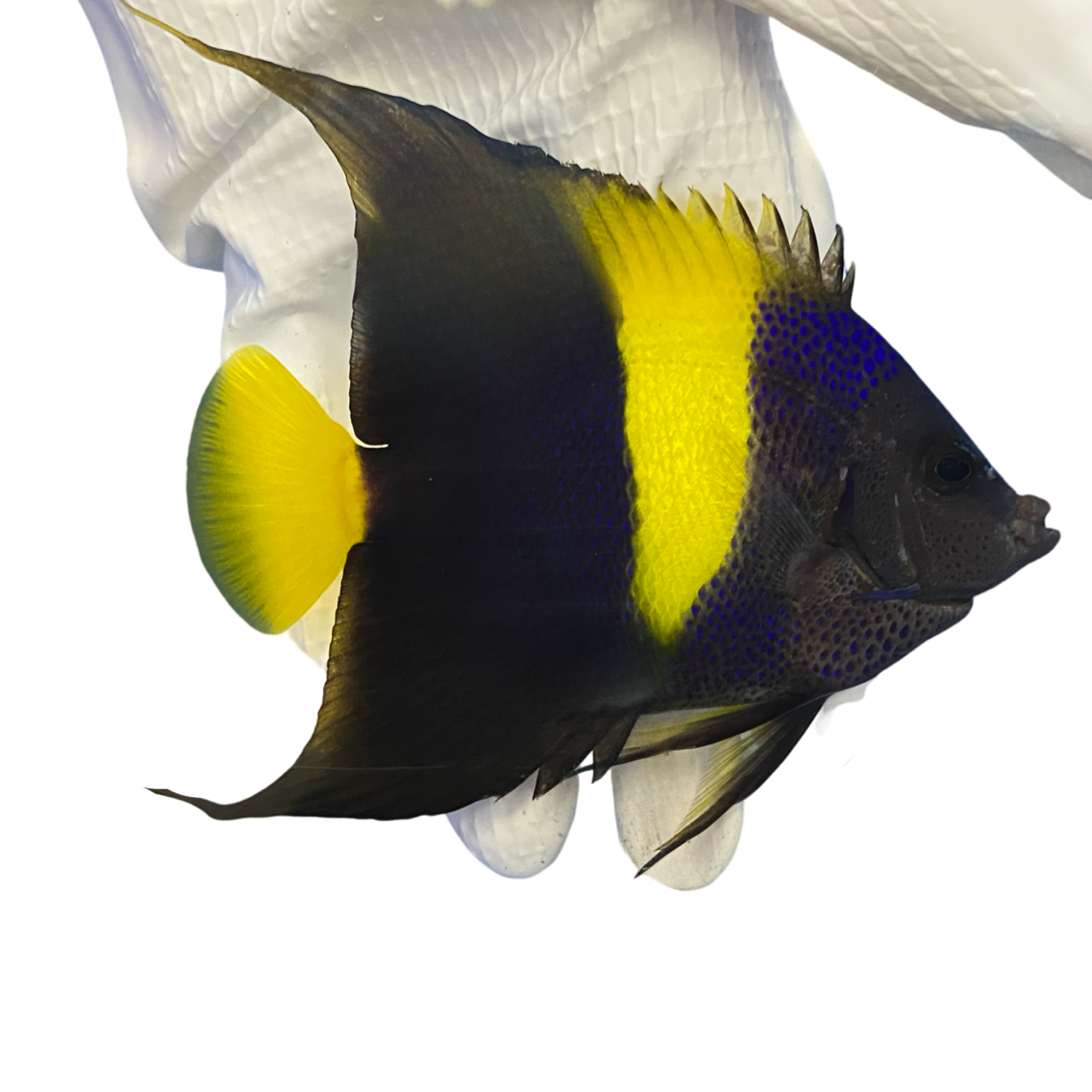 Asfur Angelfish (Pomacanthus asfur)