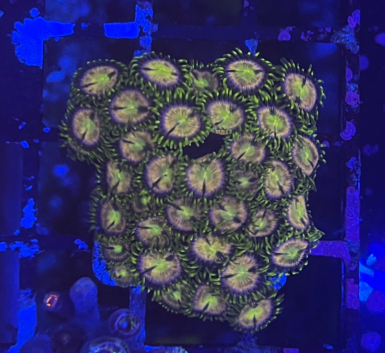 Pink Minefield/Hydra Lady (Large 8-10 Polyps)