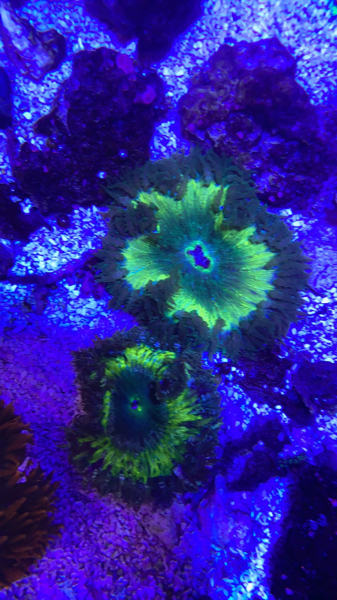 Rock flower anemone assorted color