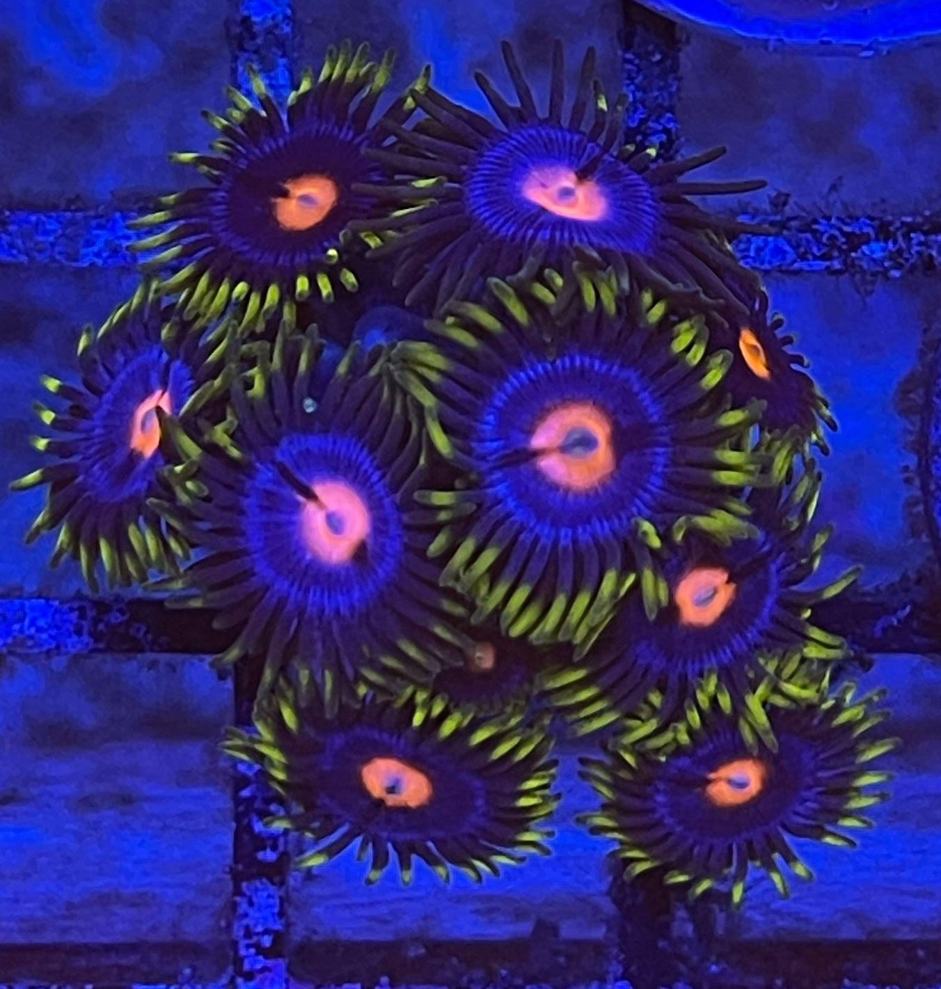 Insane Blow Pops (Large 8-10 Polyps)