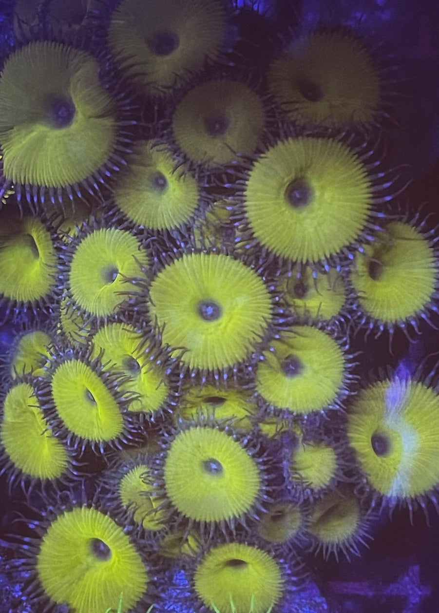 Nuclear Death Paly (Large Frag 8-10 Polyps)
