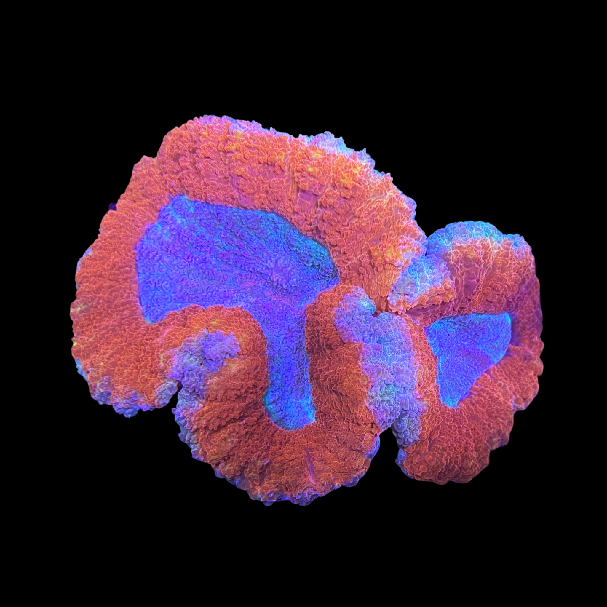 Multi-colored Lobophyllia 2 heads