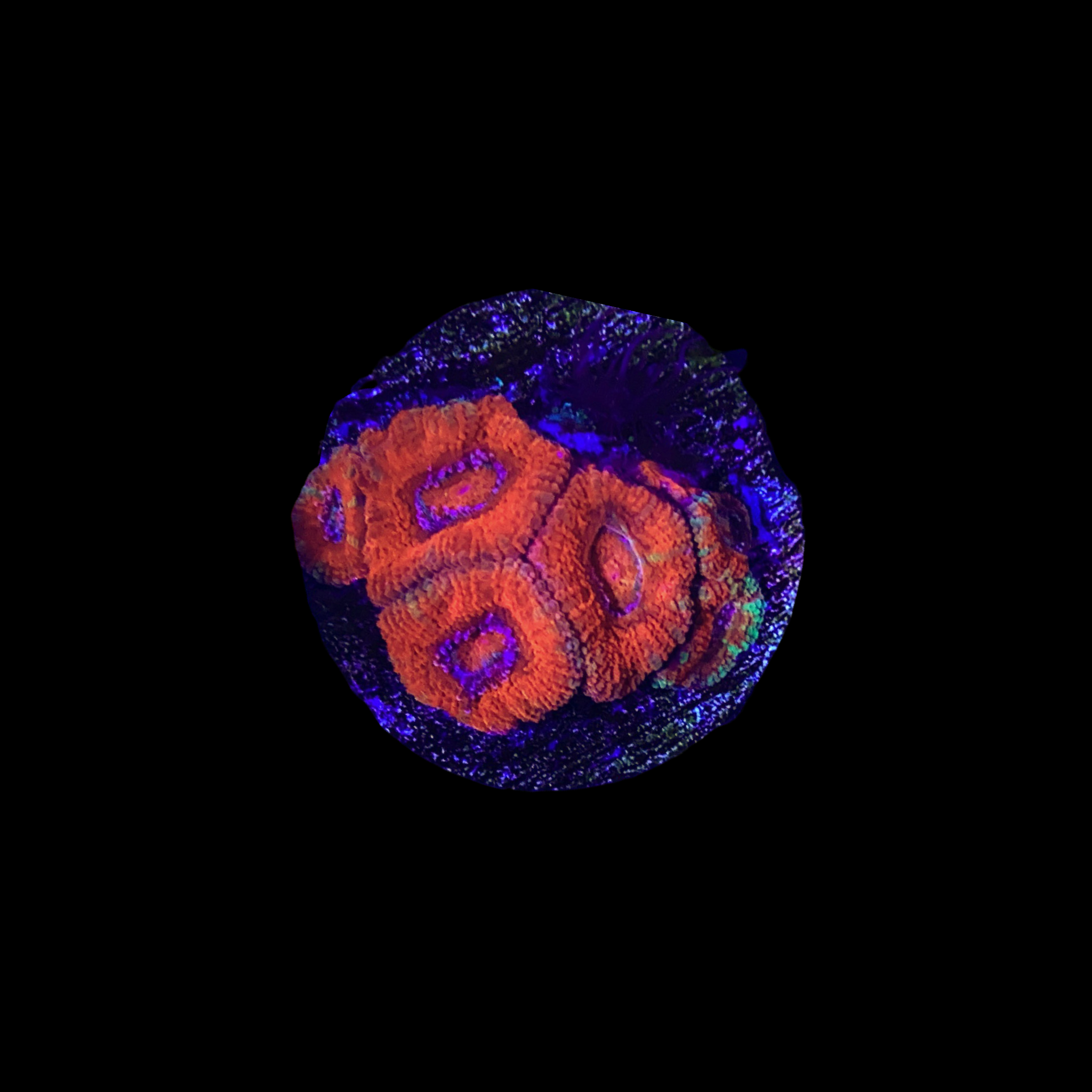 Multi-colored Acan Coral WYSIWYG