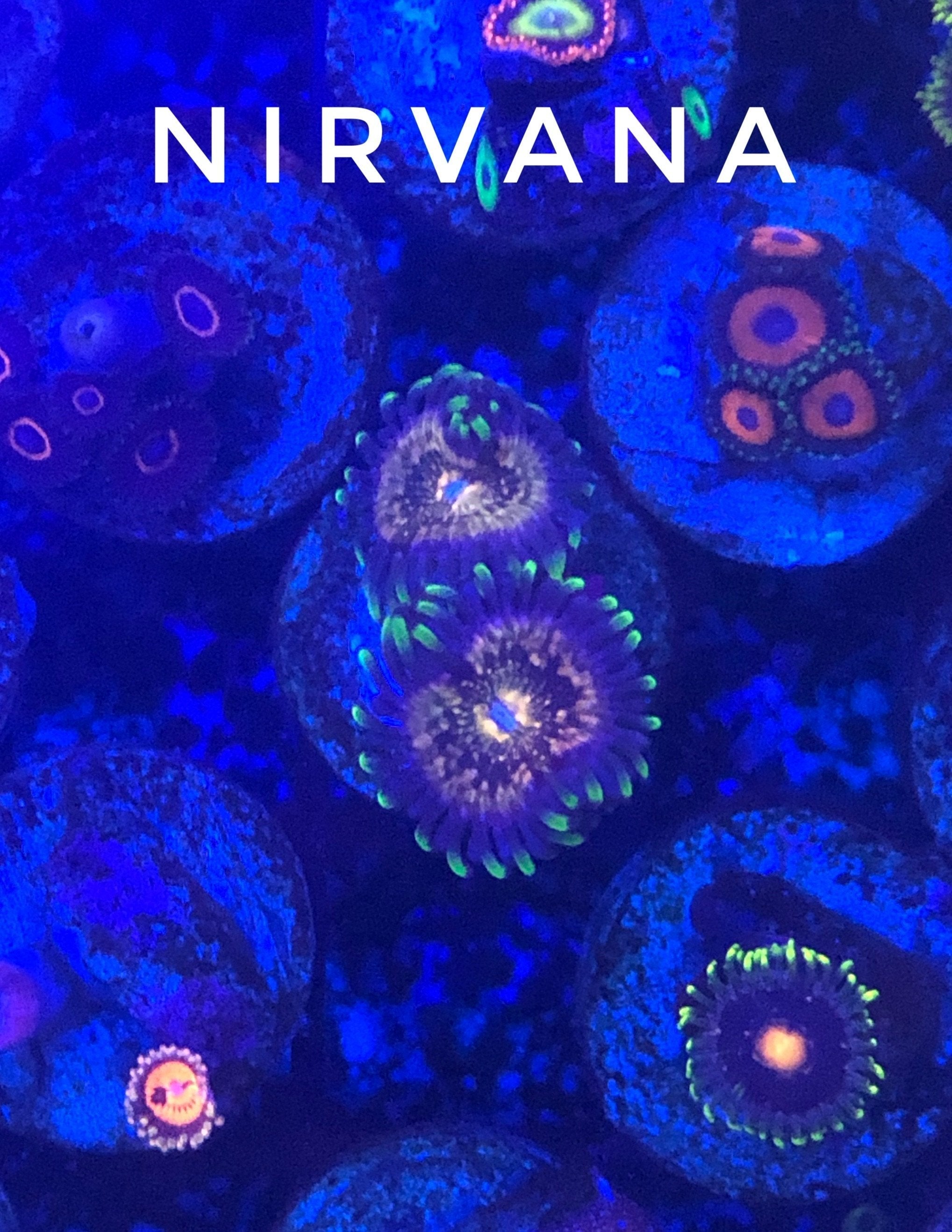 Nirvana (Large 8-10 Polyps)