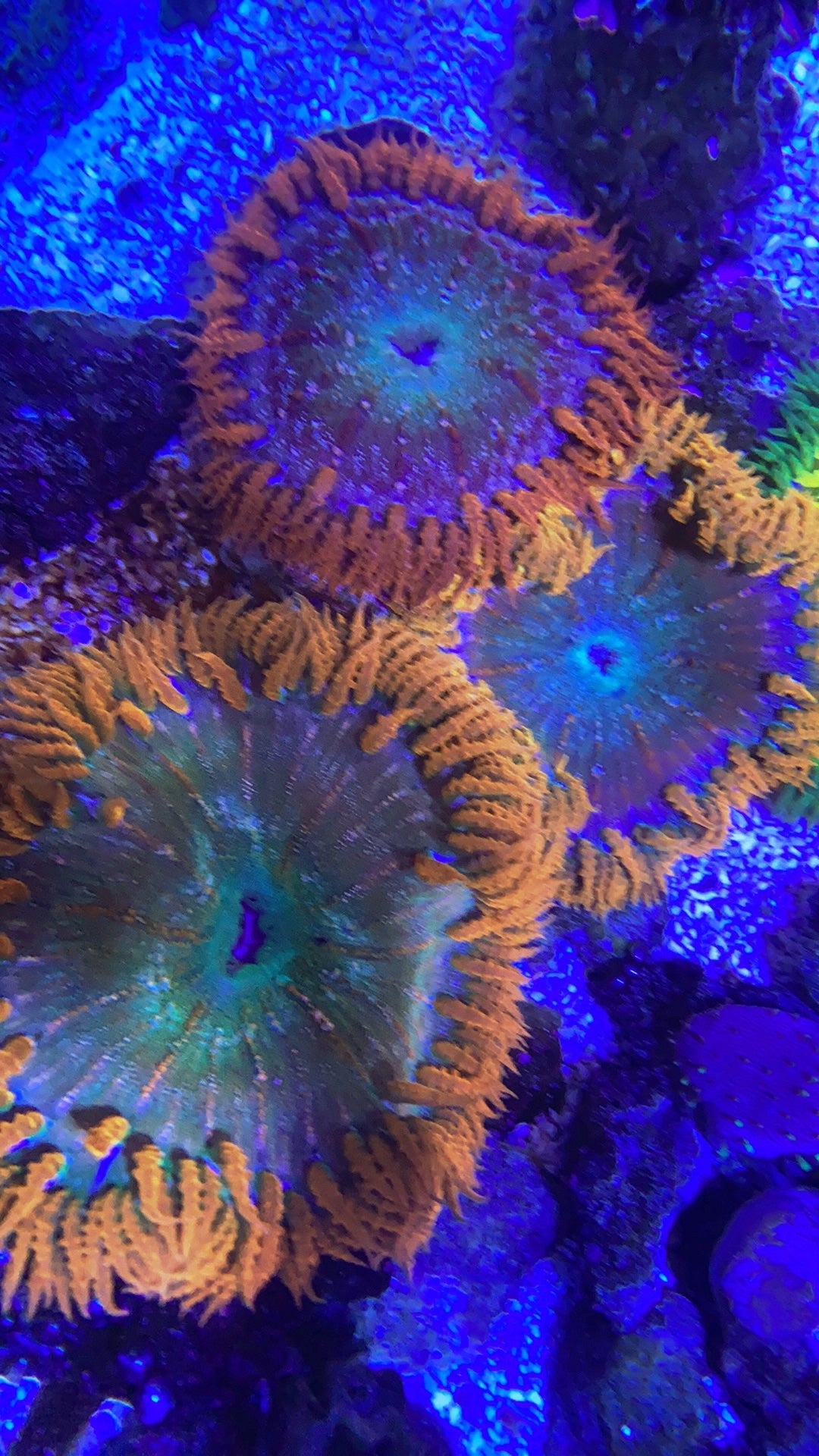 Rock flower anemone assorted color