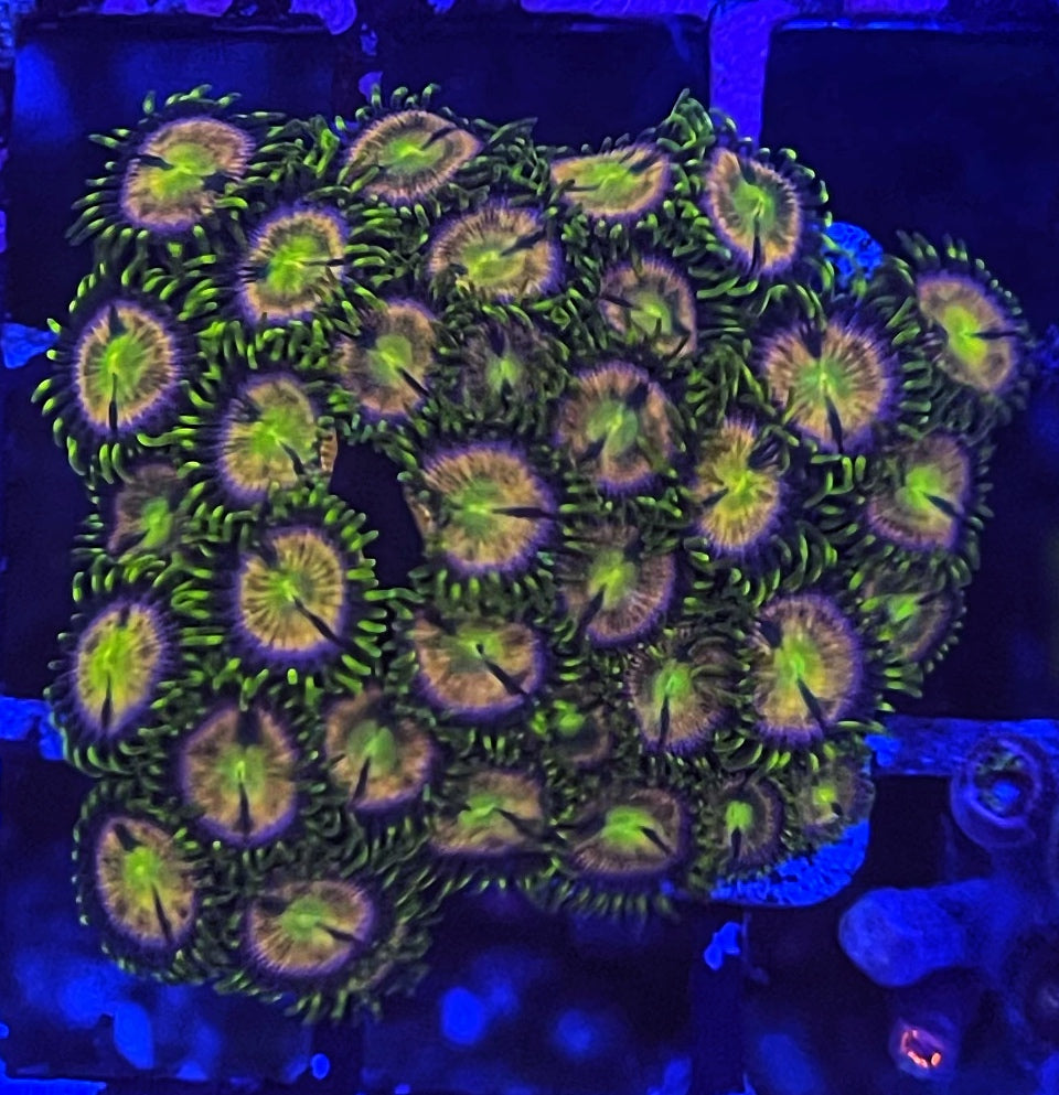 Pink Minefield/Hydra Lady (Large 8-10 Polyps)