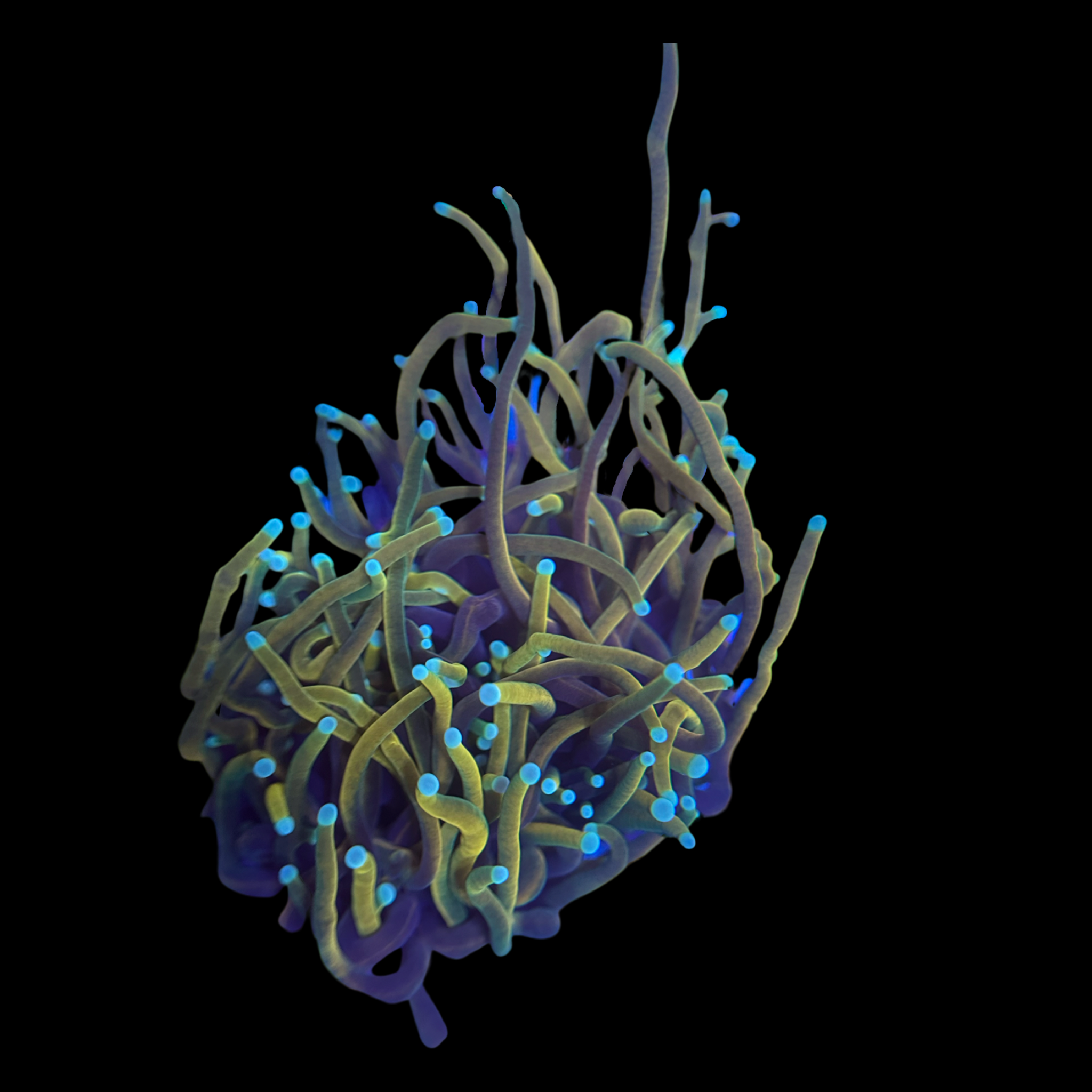 Freezerburn Indo Torch