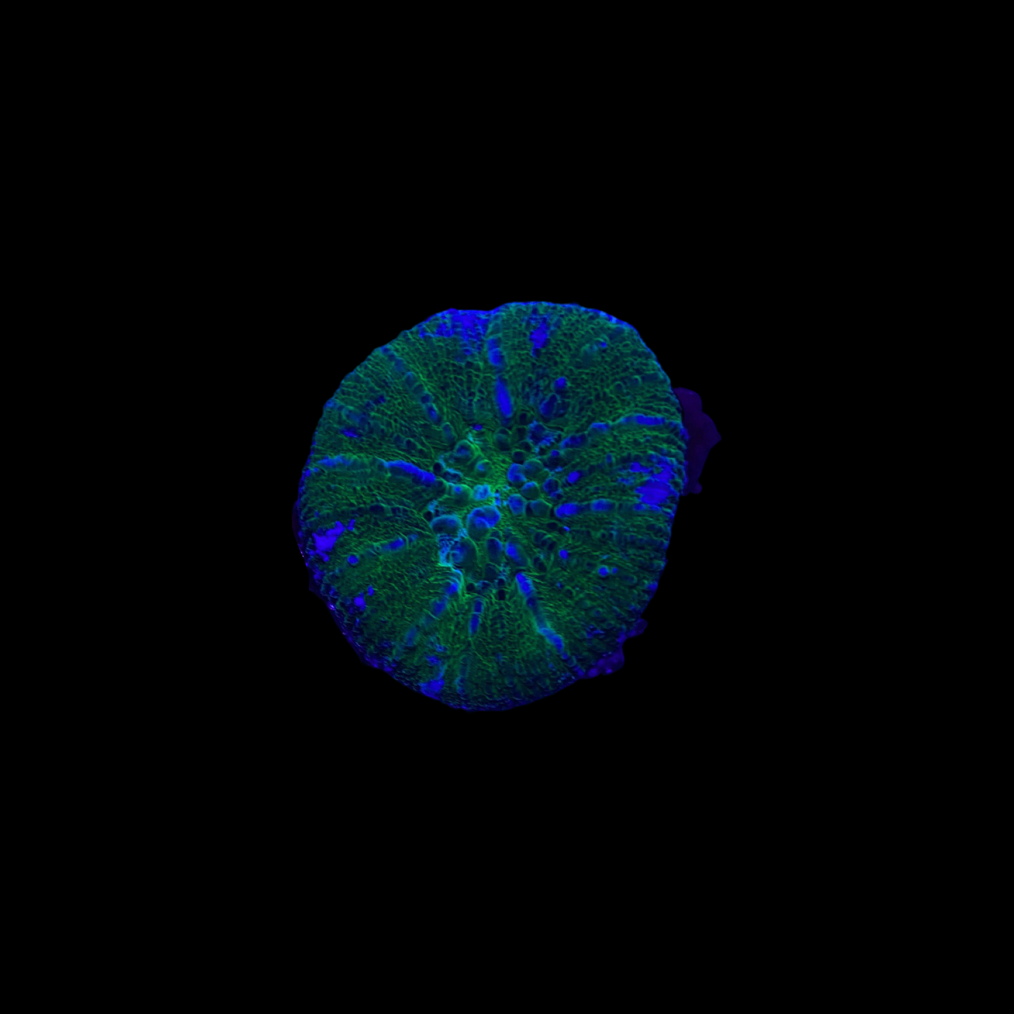 WYSIWYG Green Button Scoly Coral