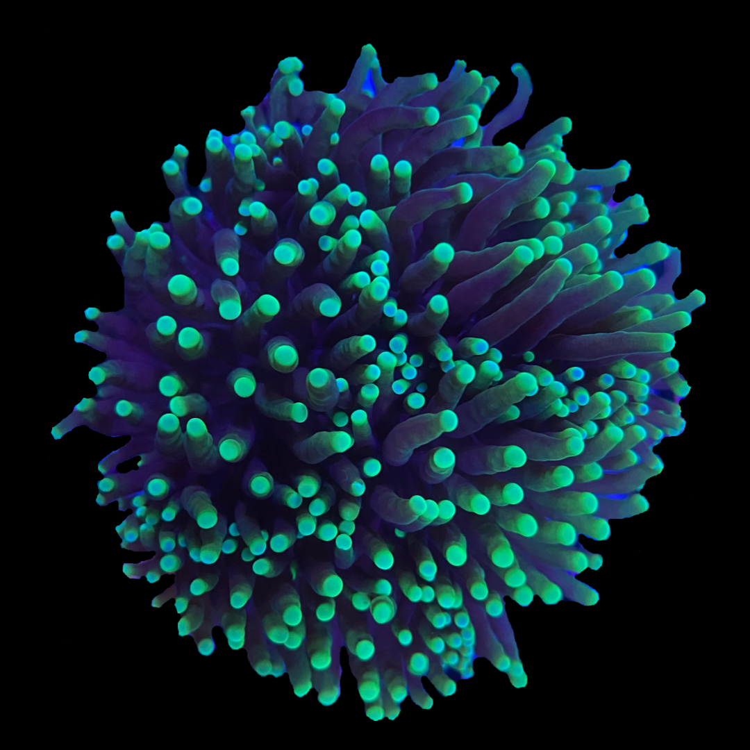 Green Tip Torch #3 WYSIWYG