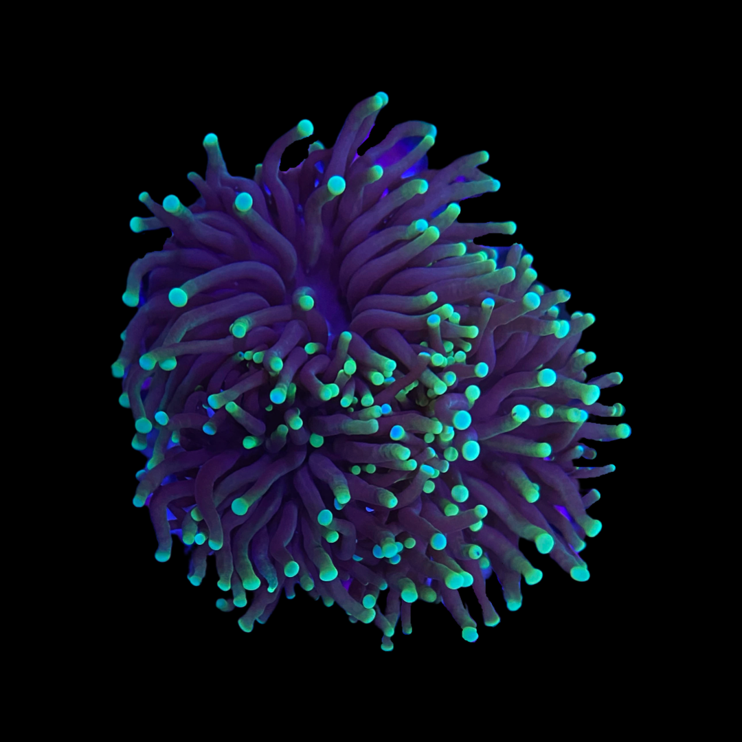 Green Tip Torch #1 WYSIWYG