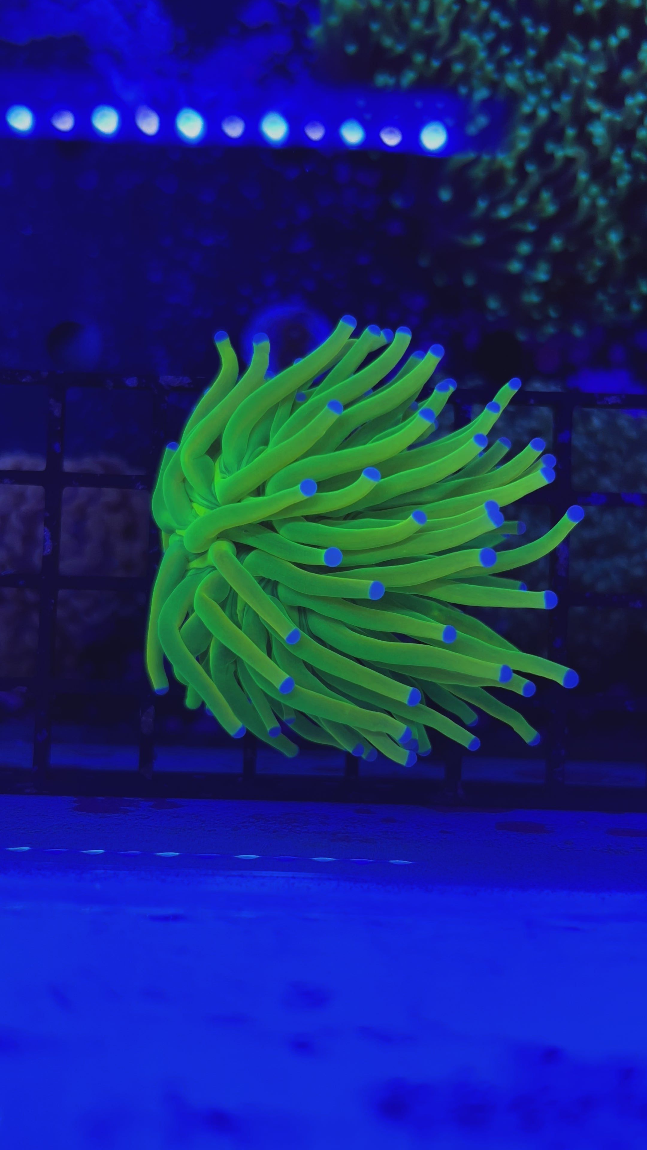 Malaysian Holy Grail Single Head