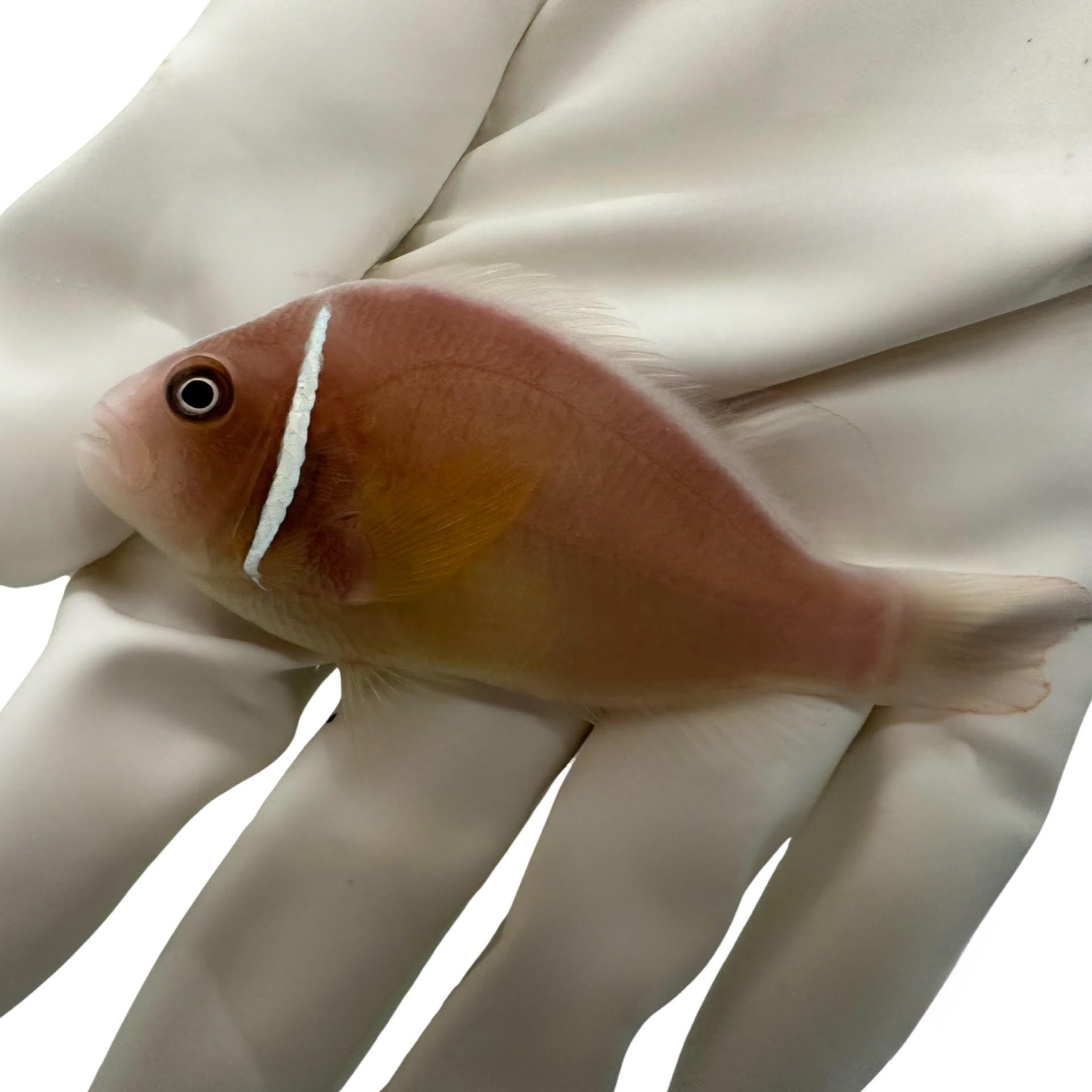 Pink Skunk Clownfish (Amphiprion perideraion)