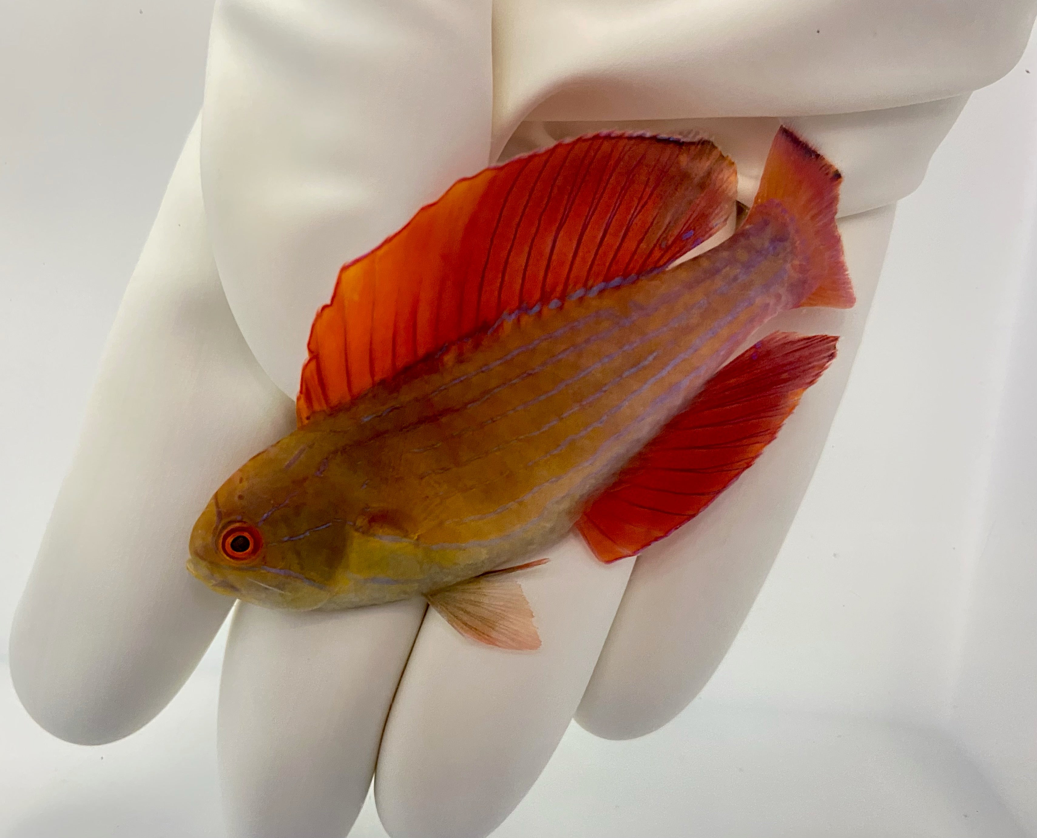 Eight Line Flasher Wrasse (Paracheilinus octotaenia)3/1(pre-order)